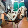 Саратовские ветеринары помогли избавиться от кашля козлику Персею